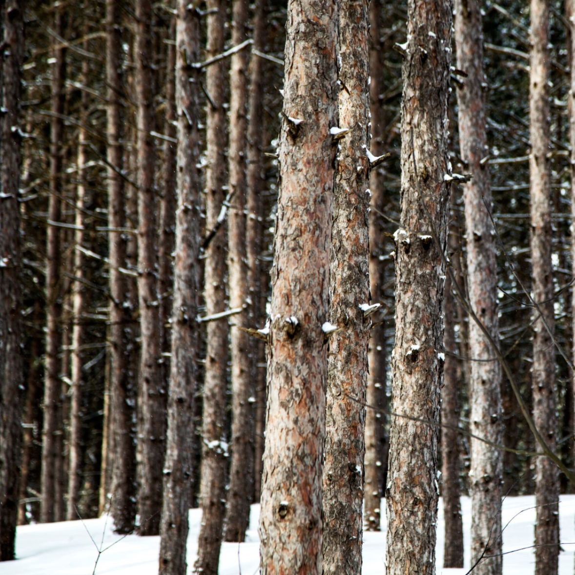 Superior Forest