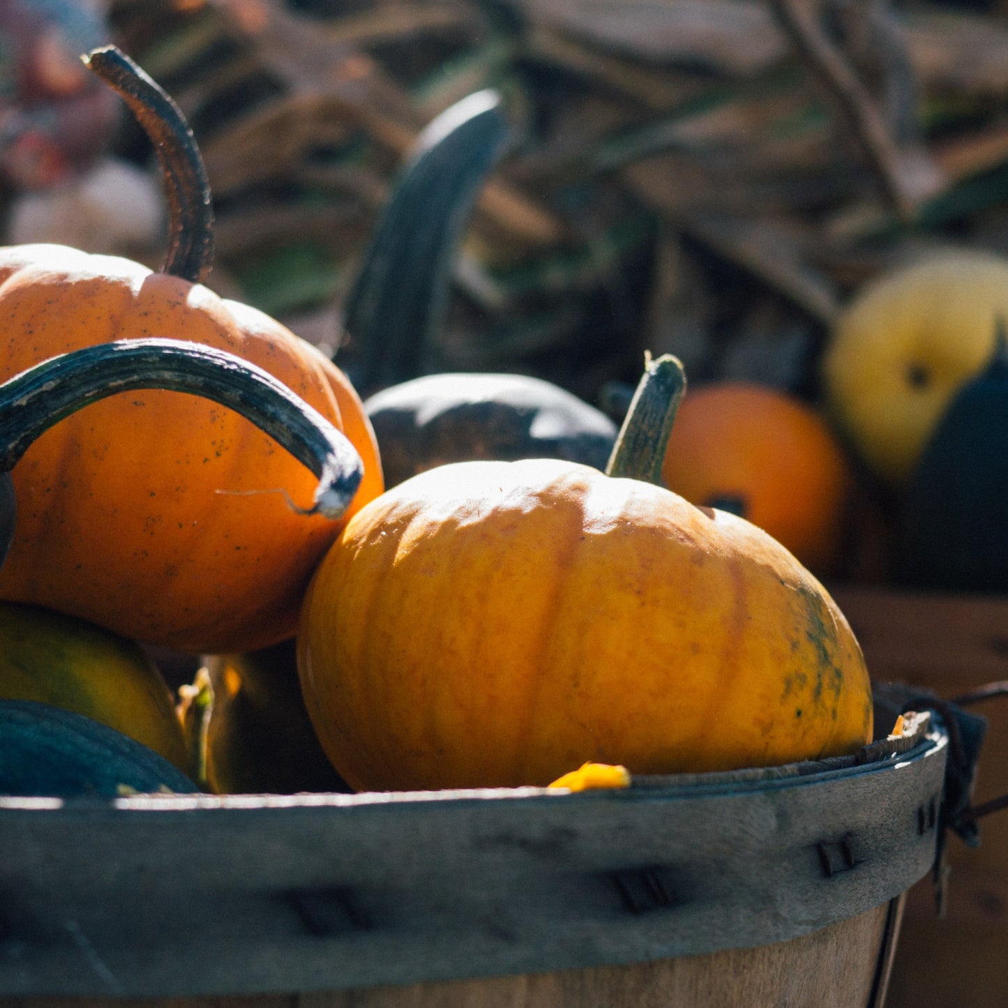 Harvest Pumpkin