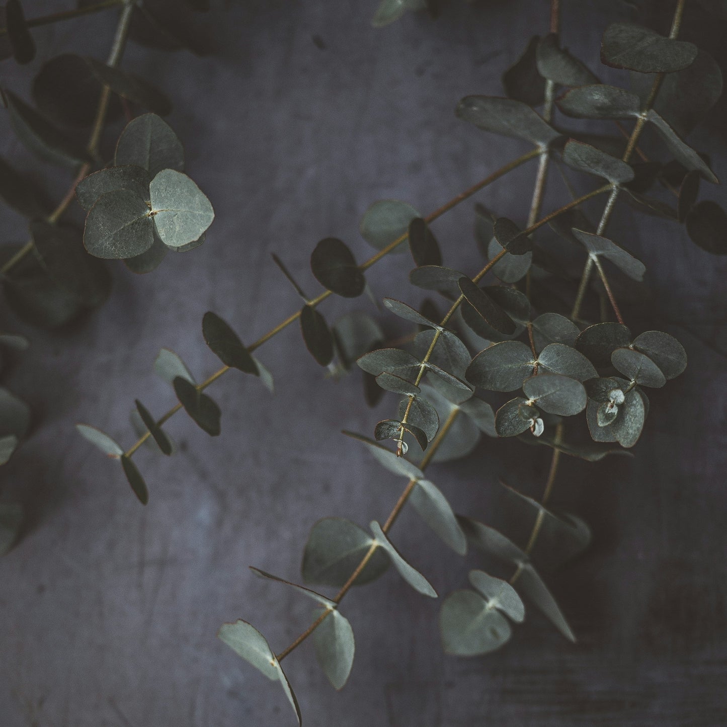 Lemongrass & Eucalyptus