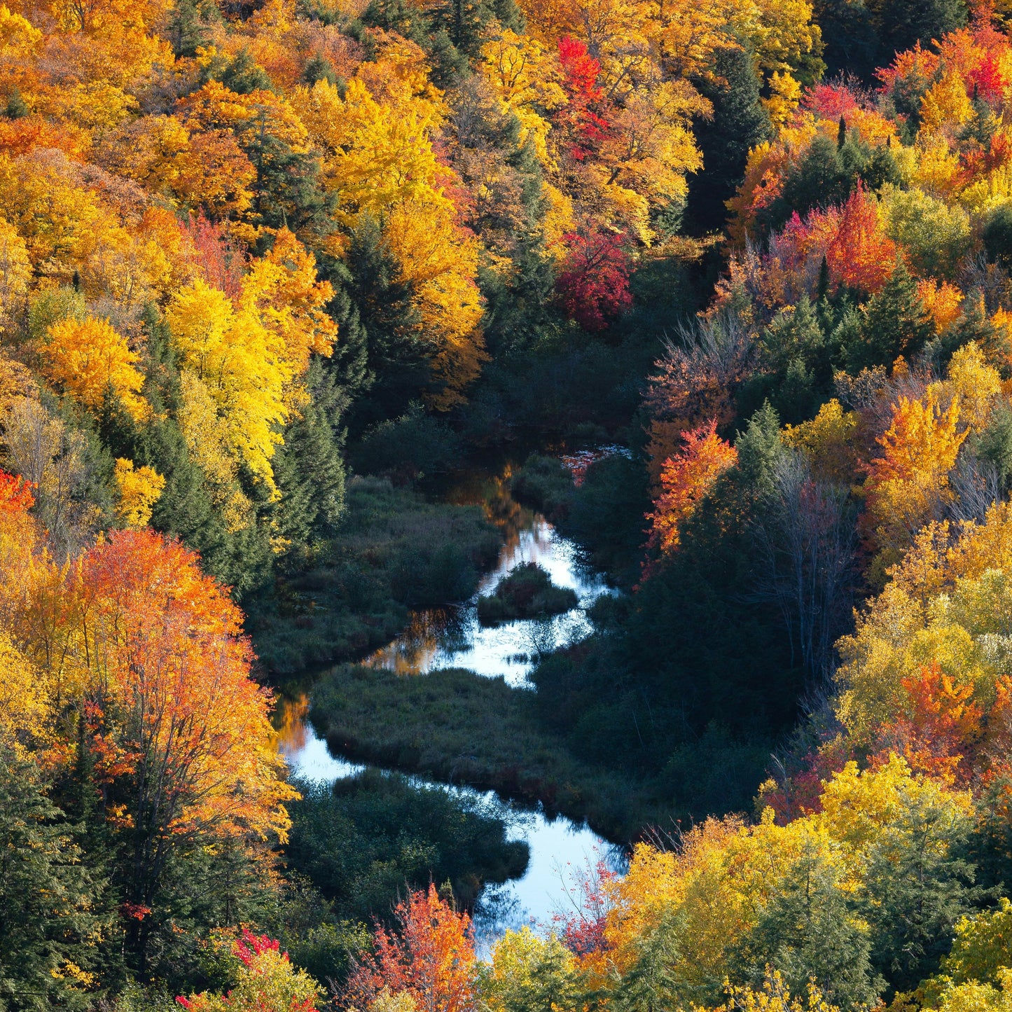 Fall Colors