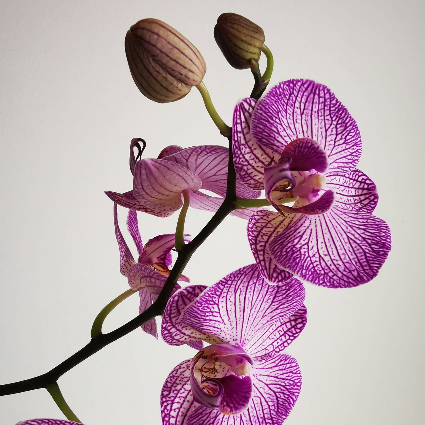 Orchid Noir