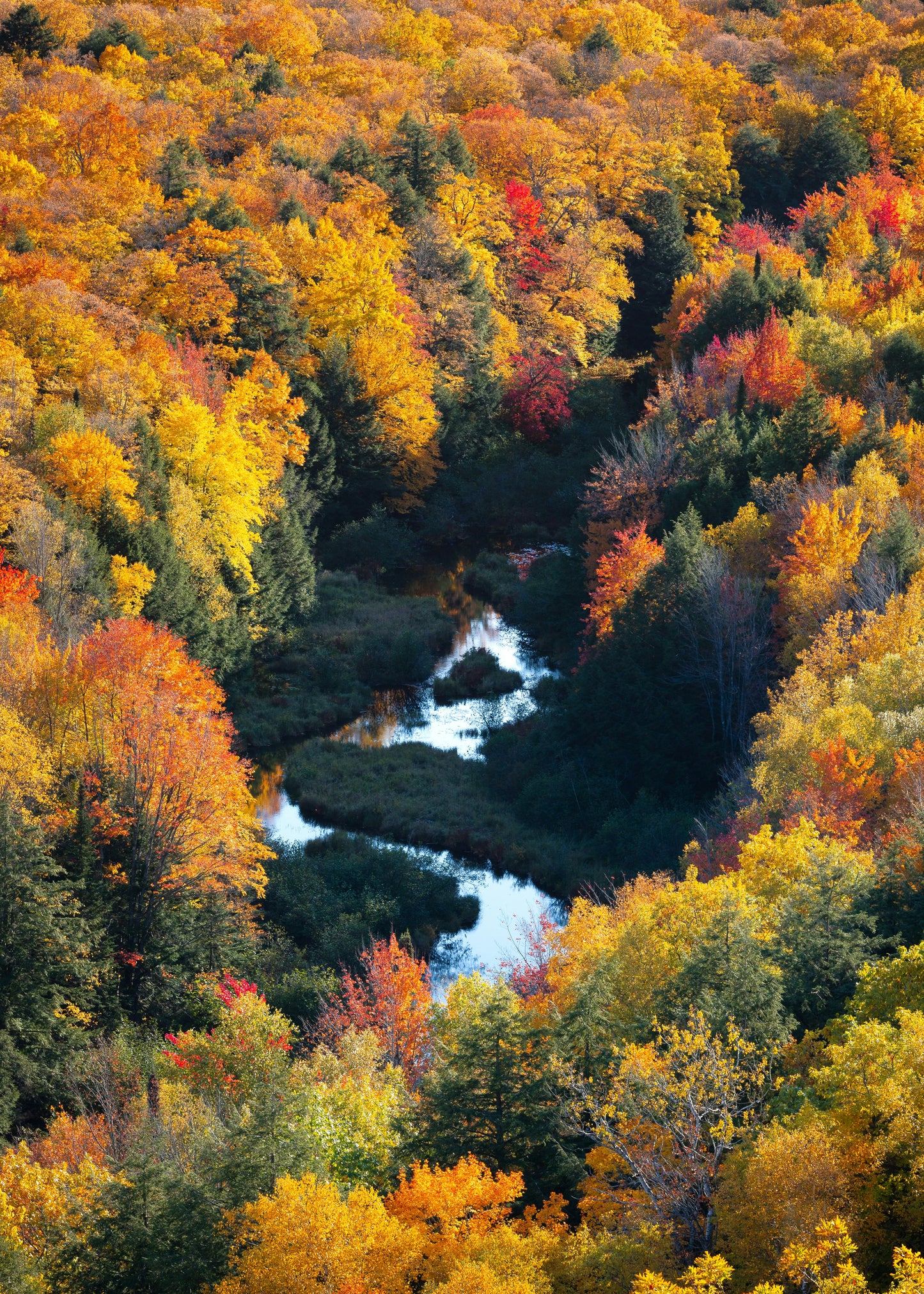 Fall (Discontinued)