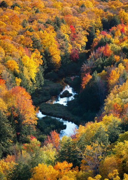 Fall (Discontinued)