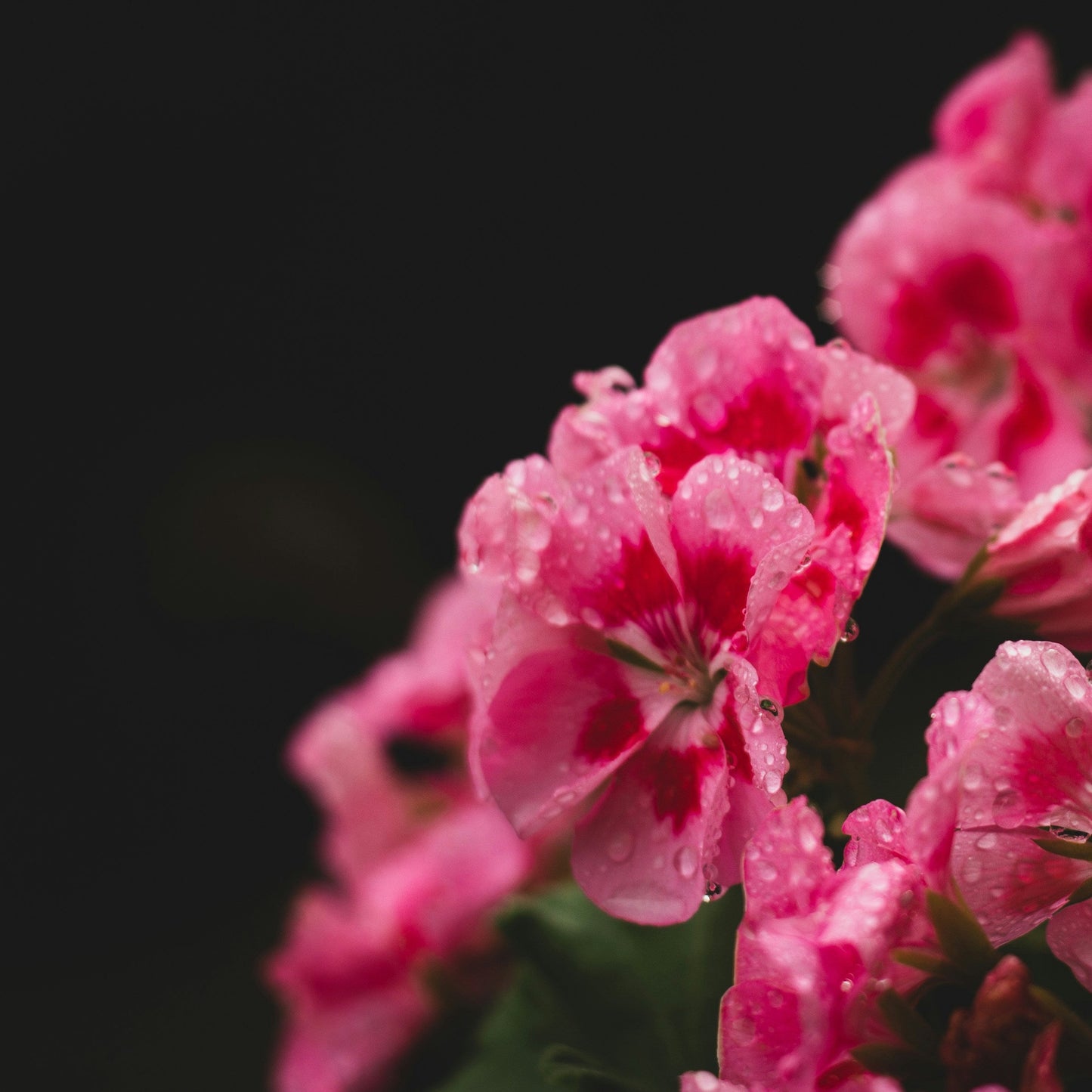 No. 808 Geranium & Amber