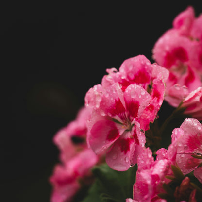 No. 808 Geranium & Amber